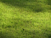 日照が重要な野芝