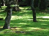 絨毯のように整った苔庭