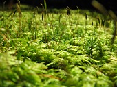 いくつもの種類の苔が混ざり合う
