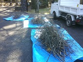 剪定により発生する枝ゴミ