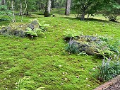 景石も苔むして雰囲気を出す