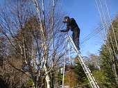 樹姿を想像しながら剪定作業